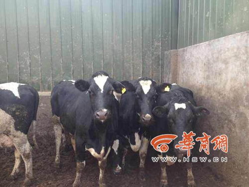 陕西一公司私售淘汰奶牛被捕杀深埋