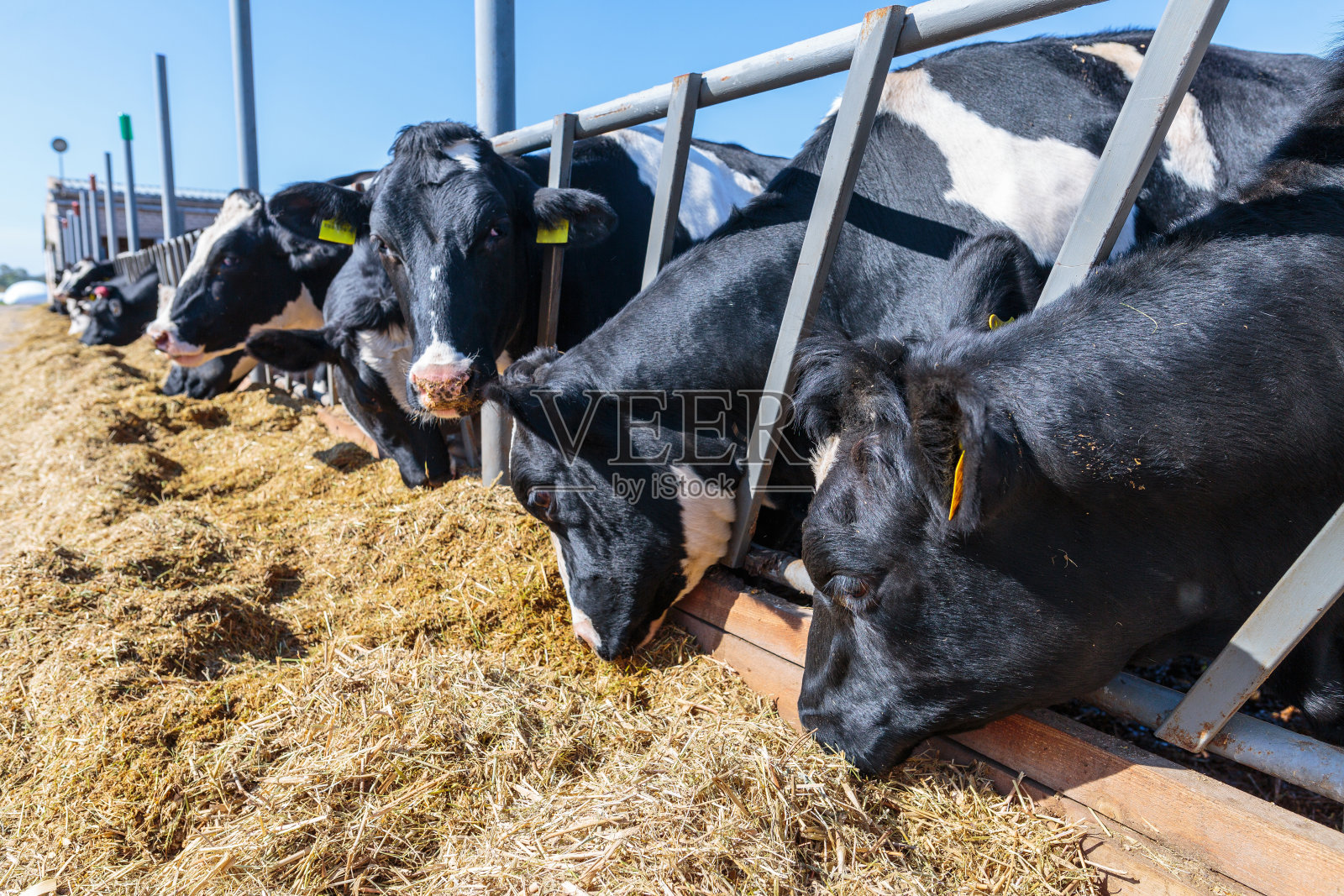 在乌克兰中部某地的牛棚农场食用筒仓饲料的无角奶牛品种,农业工业,农牧业概念照片摄影